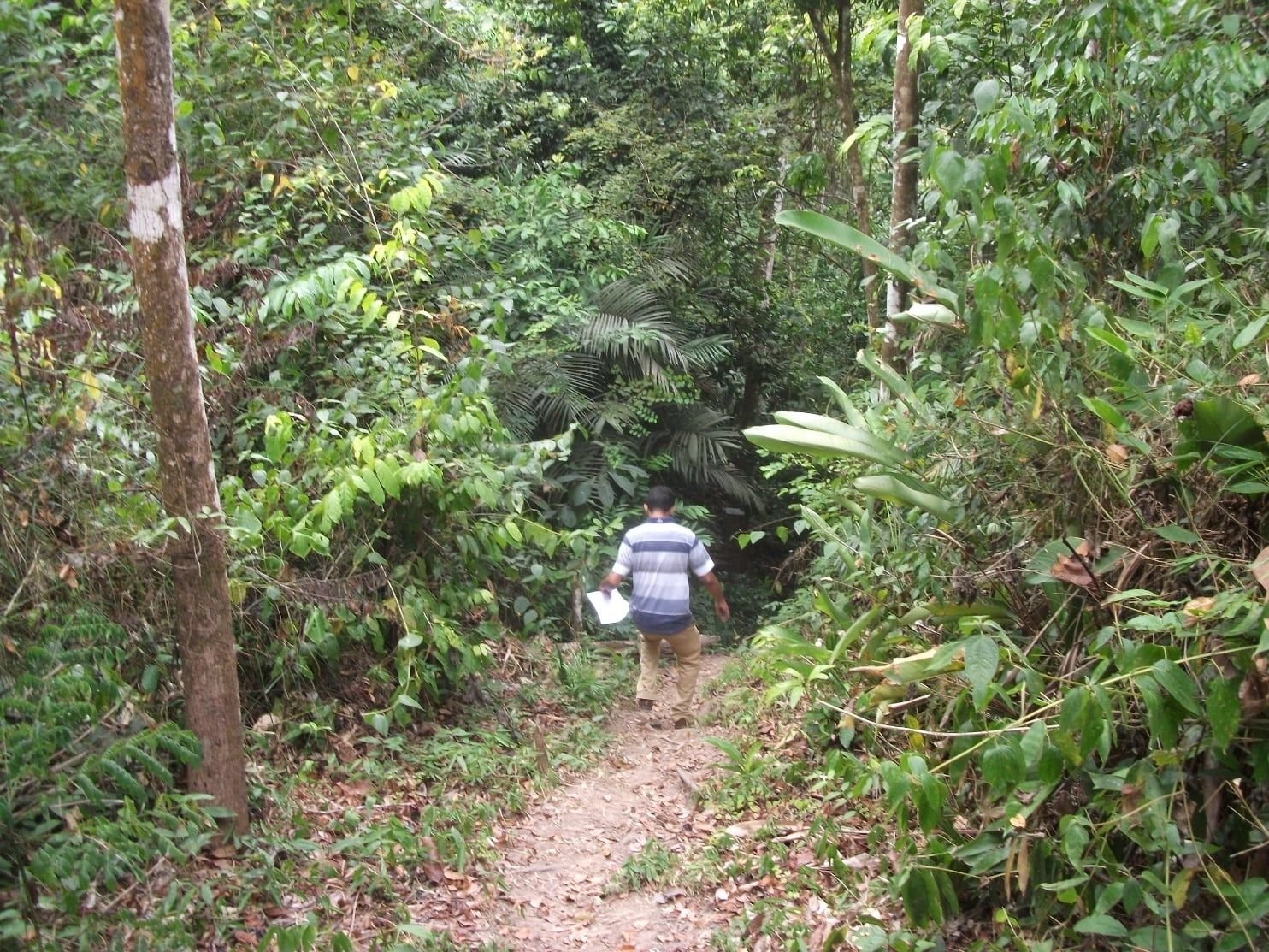 Pessoa caminhando por uma trilha na mata