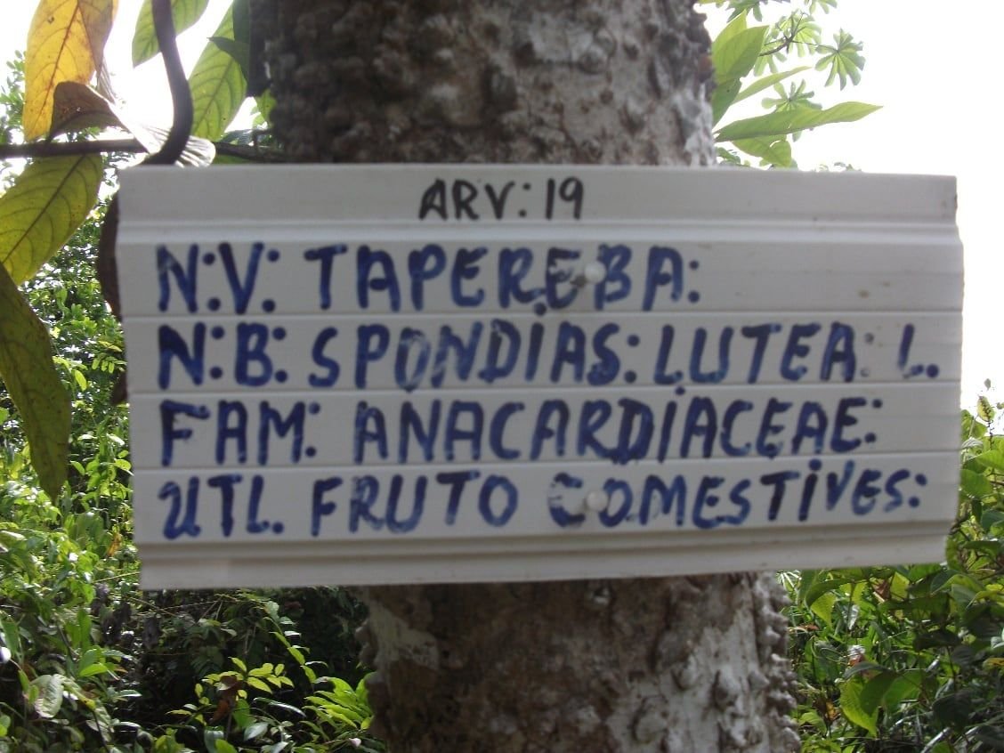 Placa de identificação presa a uma árvore: taperebá, Spondias lutea L., fruto comestível