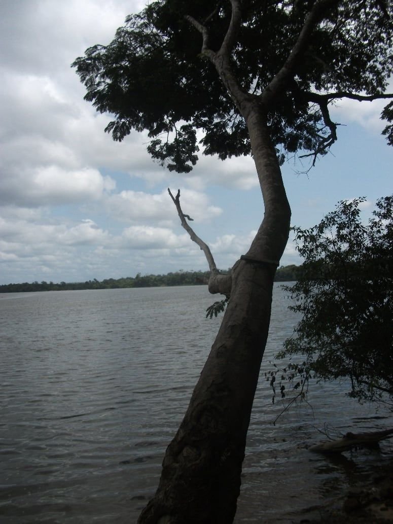 Árvore à beira de um rio
