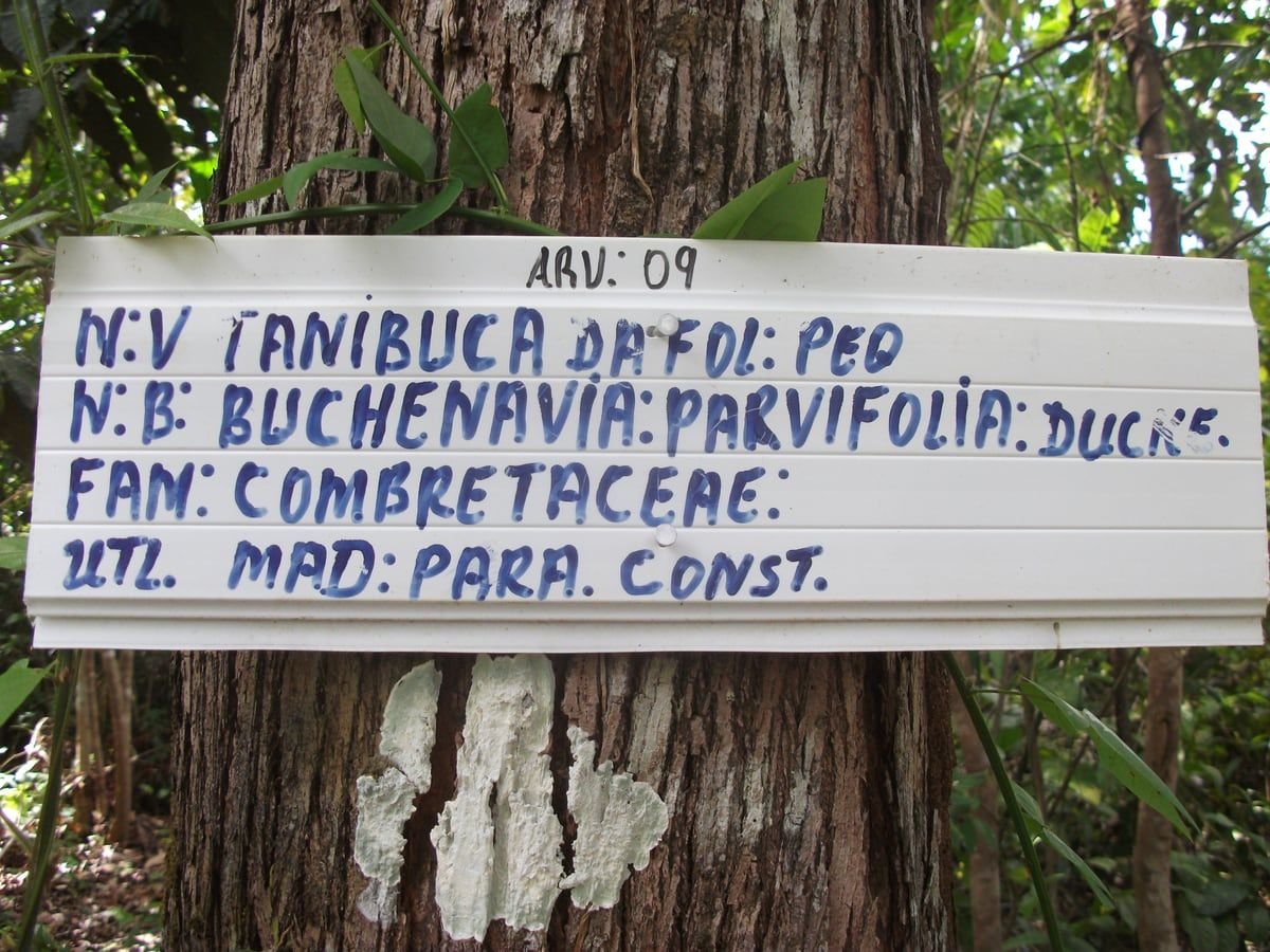 Placa branca pintada à mão pregada no tronco da árvore 9 da trilha, com nome popular, nome científico, família e uso