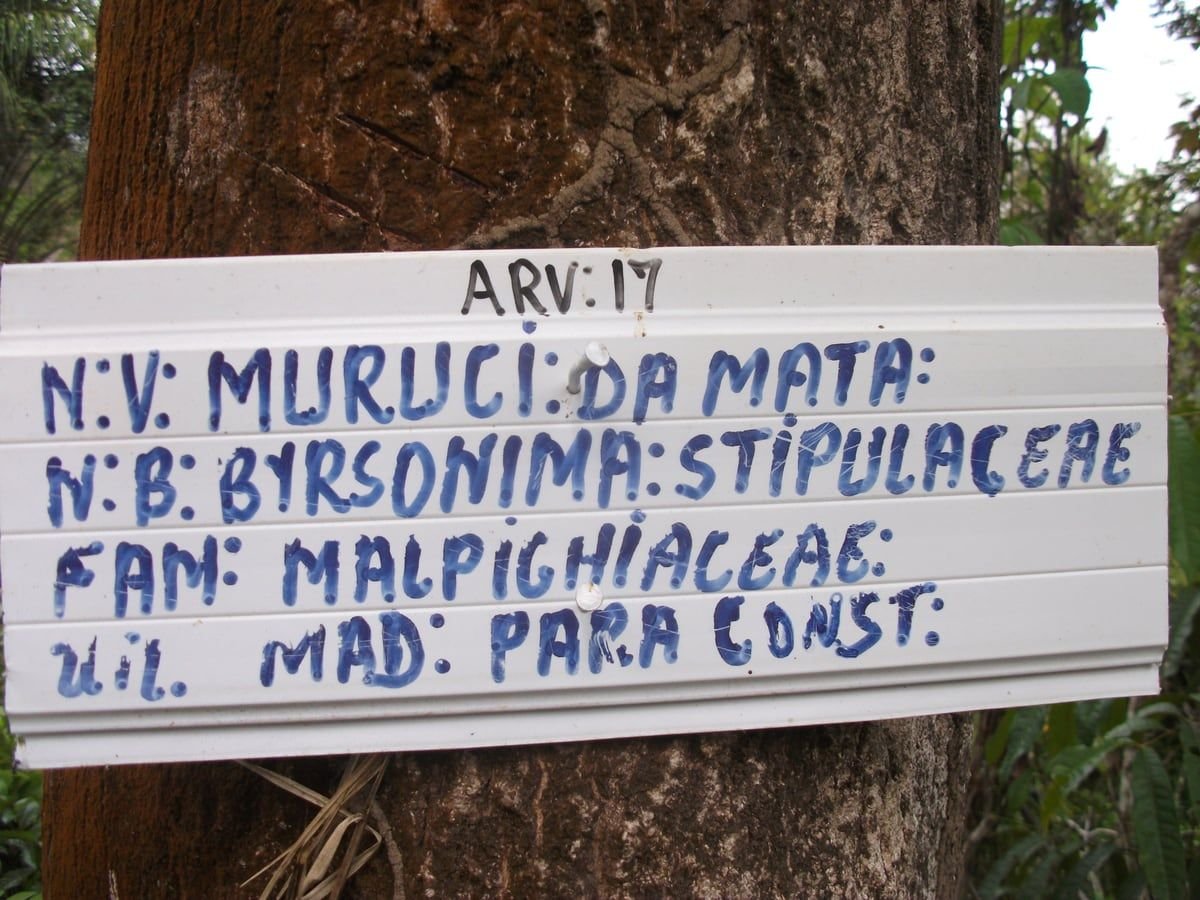 Placa branca pintada à mão pregada no tronco da árvore 17 da trilha, com nome popular, nome científico, família e uso