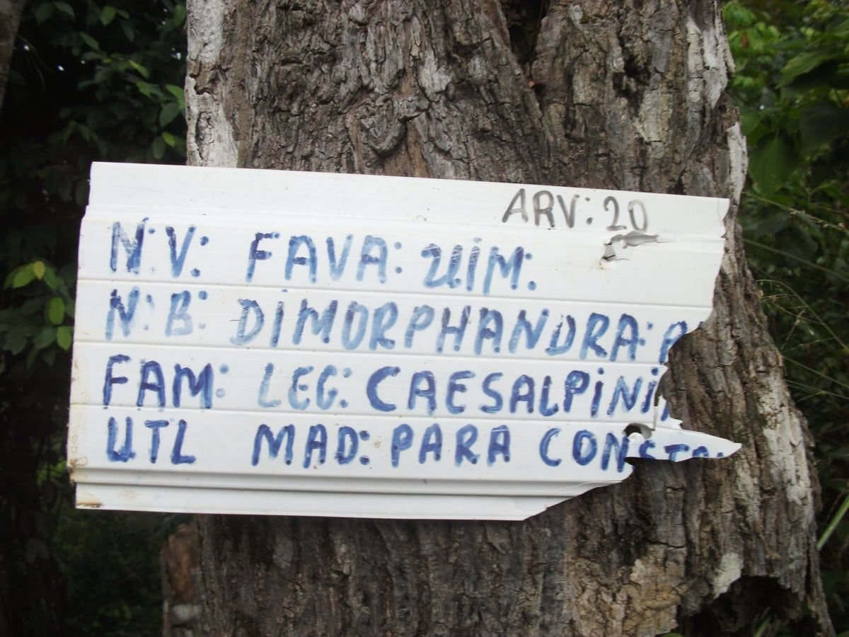 Placa branca pintada à mão pregada no tronco da árvore 20 da trilha, com nome popular, nome científico, família e uso
