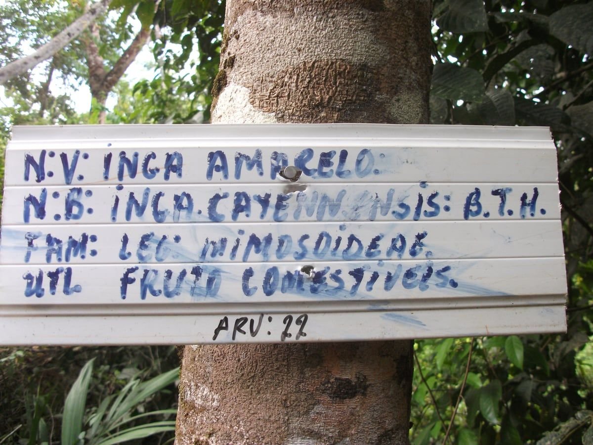 Placa branca pintada à mão pregada no tronco da árvore 22 da trilha, com nome popular, nome científico, família e uso